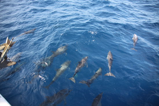 Delfinos. Mal mehr, mal weniger... aber immer kamerageil...