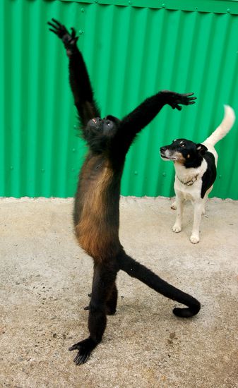 was fuern affentanz ey...