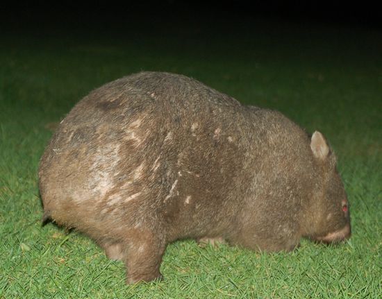 Wombat!!
