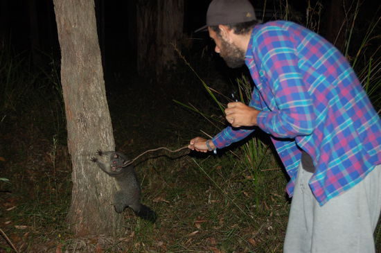 abgefahrene Possums ueberall, die mal zutraulicher als Hunde sind...