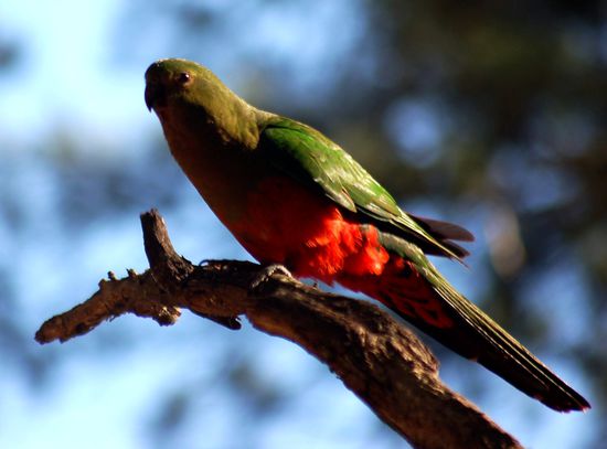 und geile Papageien ueberall...