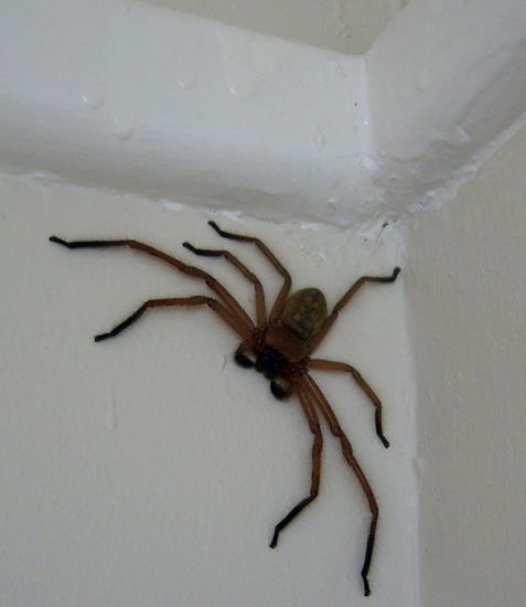 megaviele Viecher in der 
Bude...