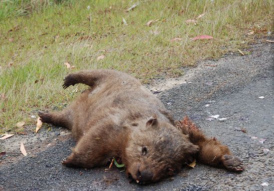 we know, we know... this is quite ugly, but why shouldn`t let u have part of what we`re confronted with every day... wombat - inactive