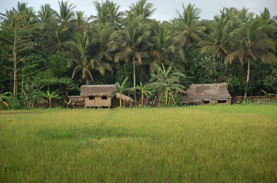Donsol. Whalesharkvillage...