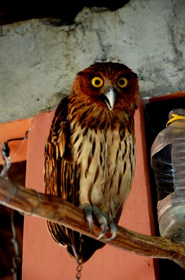 Die Hauseule Ashley. Jeder hat hier komischerweise amerikanische Namen...