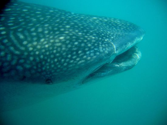 Nur ein Baby, aber selbst die waren riesig...