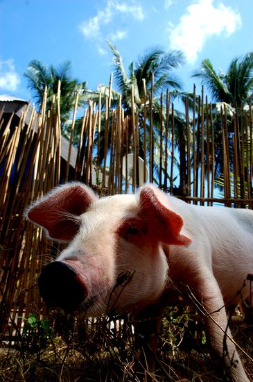 Schweine ueberall auf Palawan, die sich sogar streicheln lassen. Wundert mich das wir nach all den Viechern, die wir mittlerweile schon auf dem Arm hatten, noch am Leben sind.
