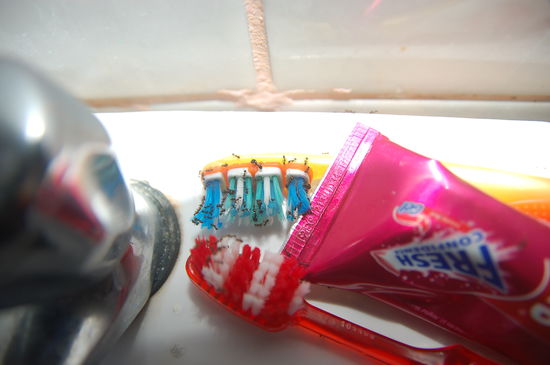 was unsere Zahnbuersten schon durchgemacht haben (abgesehen von den belegten Zungen die sie staendig  schrubben muss). hier zur Abwechslung mal Ameisen en masse...