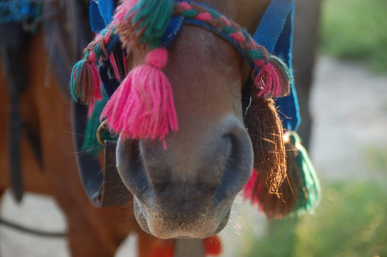 einzigstes verkehrsmittel auf den gilis neben fahrraedern. pferdekutschen und die dazugehoerenden geschmueckten pferde