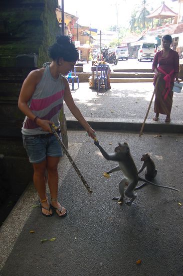 nervige Aggromonkeys in Ubud...