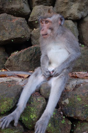 masturbierender Makkake