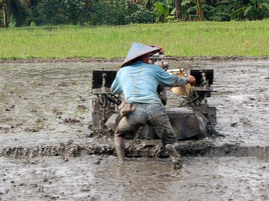Reisfeldbearbeitungsmaschine und deren Bediener