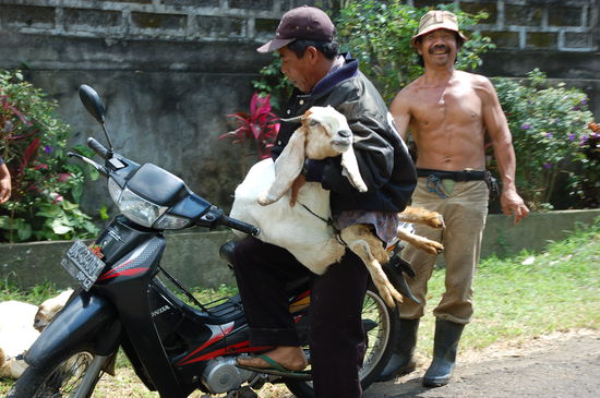 Aisaten sind Weltmeister im Transport. Hier ne Ziege, aber wir haben in den letzten Monaten noch viel krassere Sachen gesehen...