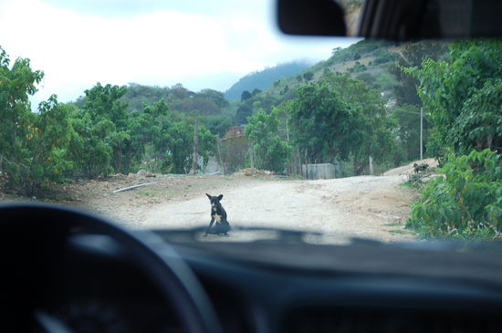 so entspannt wie dieser hund war auch die gegend