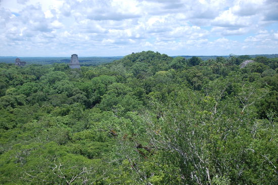 Tikal. Nichts ausser Pyramidenspitzen und Dschungel weit und breit