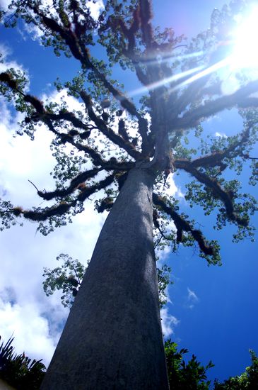 crazy trees in guatemala