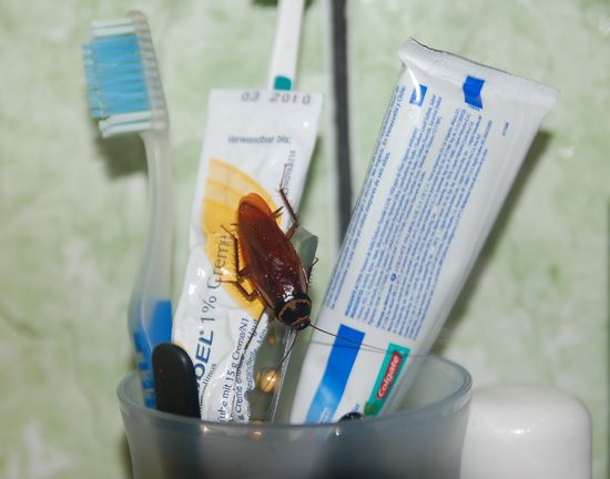 la cucaracha en nuestro cuartucho... nicht wirklich tragisch, da wir uns mittlerweile recht gut mit den viechern verstehen. leider hing sie vorher auf den borsten meiner zahnbuerste ab...