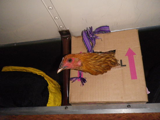 that`s why the chickenbus is called chickenbus...