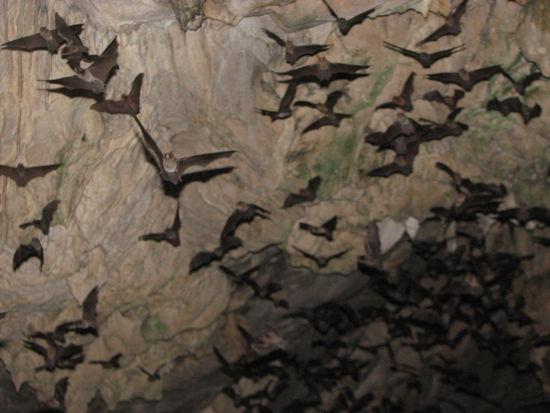 Taeglich um 18.30 h gehts los und tausende von Fledermaeusen machen sich auf den Weg in Richtung Hoehlenausgang. Mega abgefahren...