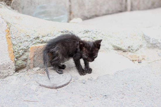 Katzen, vor allem ziemlich reudige überall...