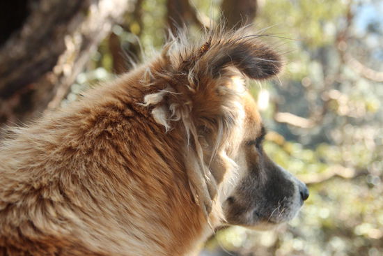 Mcleod Ganj ist so hippier, dass sogar die Hunde Dreadlocks haben