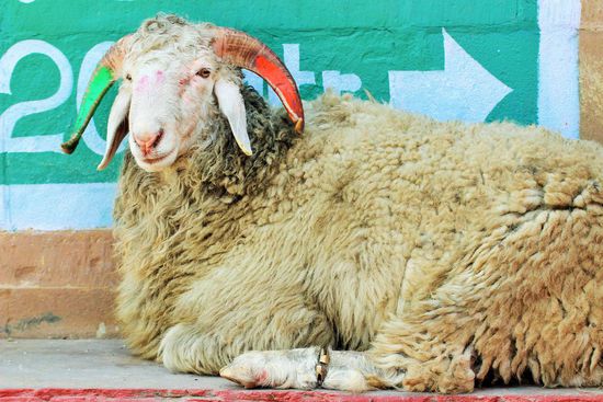 wahrscheinlich auch heilig