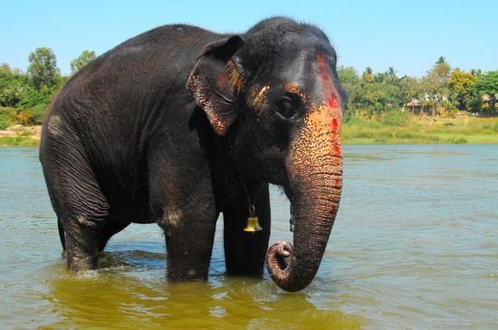 the one and only Laxmi