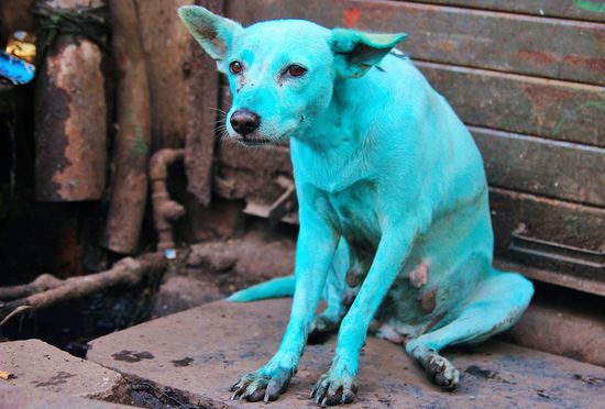 the one and only slumdog! frisch aus dem Becken der Wäscherei gehüpft