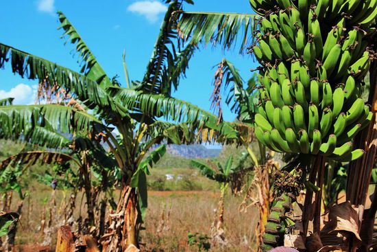 platanos aka bananas