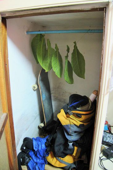 unsere kleine tabakfarm