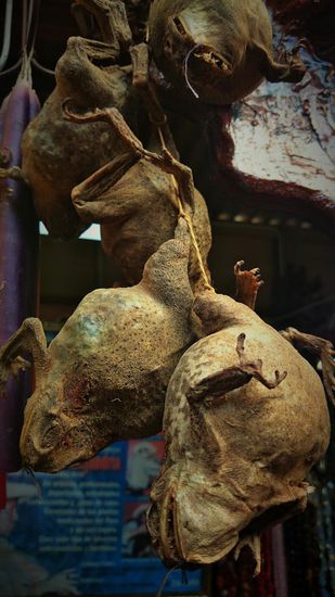 oder wahlweise vertrocknete und aufgeblasene Frösche