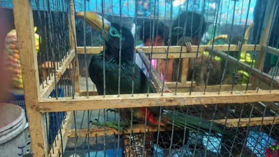 leider auch ein gefangener Tukan im Käfig und n Faultier außen am Käfig. Im Haar hatte die Verkäuferin noch nen kleinen Affen liegen. Ziemlich traurig solche Tiere und vor allem auch unter solchen Bedingungen hier kaufen zu können...