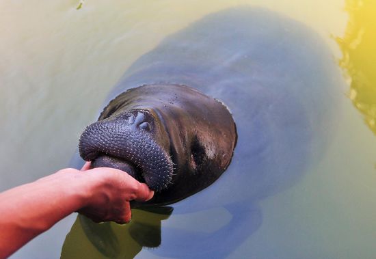Manati oder auch Seekuh... hier schön von simone zur schau gestellt...