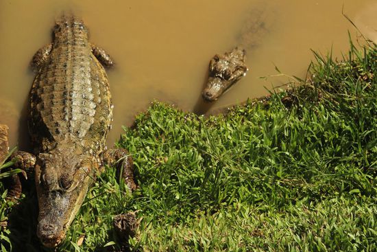 cocodrillos waren auch dabei...