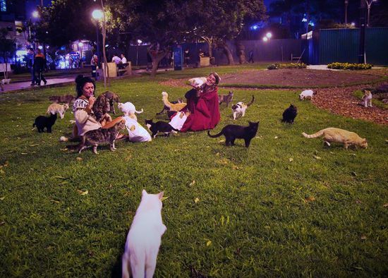 Abhängen im Parque Kennedy, oder Katzenpark, wie wir ihn umgetauft haben. Ne gute Sache für einsame Leute oder Katzenfreaks...