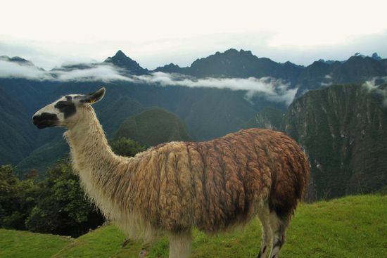 Lama, das hier in Peru allerdings Llama (gespr.: Yama) heisst...