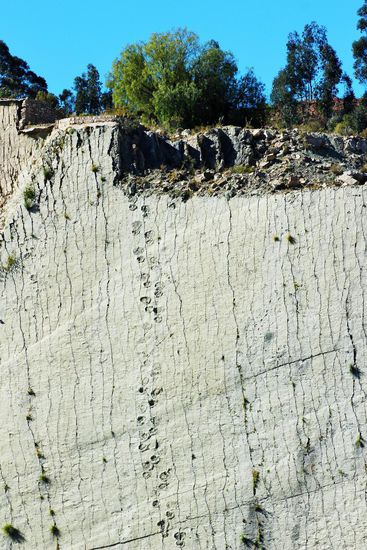 hier einige der millionen von jahre alten Dinospuren, dessen Untergrund sich im Laufe der Jahre durch Plattentektonik von waagrecht zu senkrecht umformiert hat