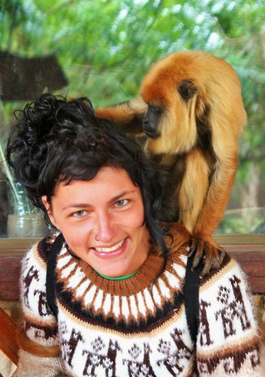 und auch hier gabs wieder brülläffchen, die sofort am lausen waren...