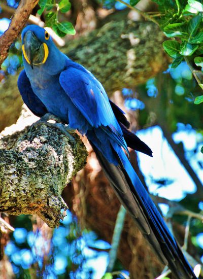 all die schönen bunten vögel konnte man vom anwesen aus sehen