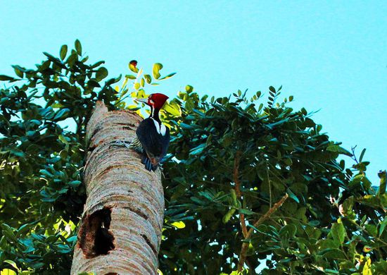 woody woodpecker am arbeiten