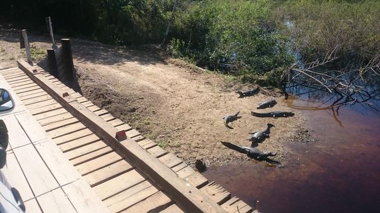 hier noch auf der strasse durchs pantanal und überall schon kaimane