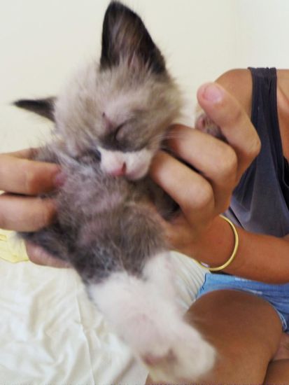 unser hostelbabykätzchen