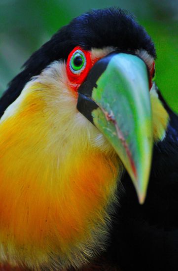 im vogelpark