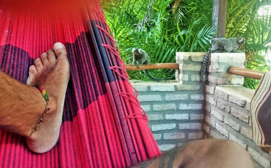 Hier warten schon die hungrigen kleinen weissbüschelaffen auf unserer veranda auf fütterung