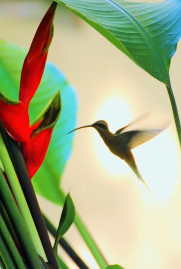 kolibris gabs auch...