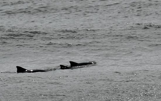 Delfine konnte man jeden Tag und eigentlich auch zu jeder Zeit am "Praia de Golfinho", einem der Strände Pipas beobachten oder fast sogar mit ihnen schwimmen.