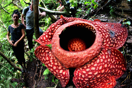 noch verhaeltnismaessig kleine Raflesia