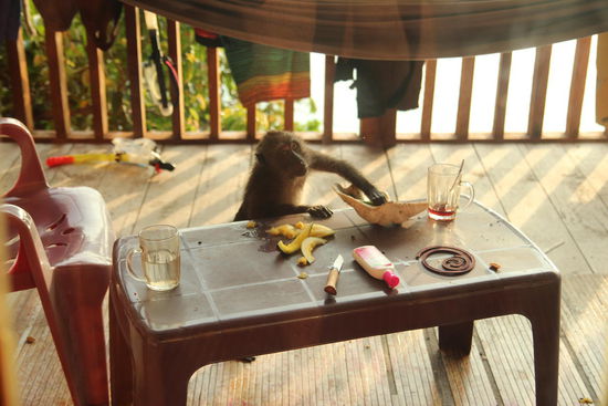 auch hier wieder dreiste Aeffchen