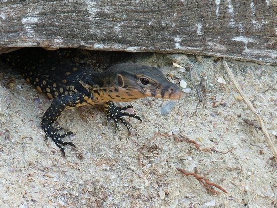 Den hier haben wir am Strand getroffen....und wisst ihr was der gemacht hat? Nein? Der kam aus seiner Hoehle, ging etwas spazieren und dann hat er erstmal direkt auf der Treppe einen abgeseilt...Pfui, so ein Ferkel....