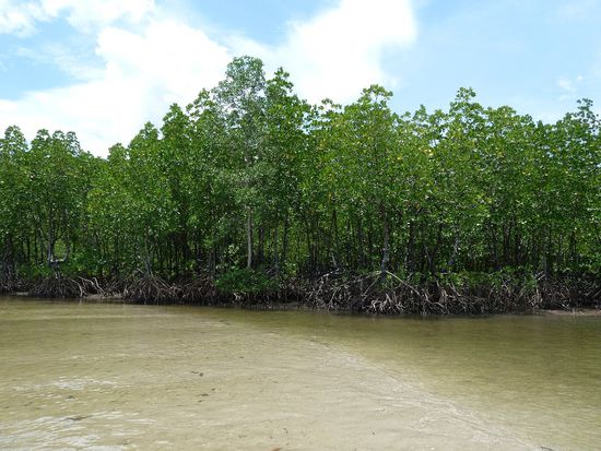 Mangrovenwald in der Region Krabi...